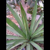 Agave ensifera Jacobi (fam Agavacees) (Mexique) (2)